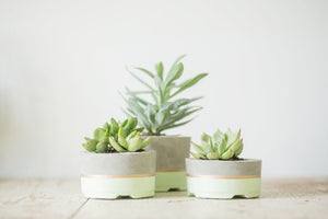 Ivory or Seaside Green Gold Striped Planters-Set of 3