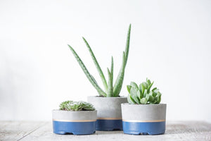 Blue or Mint Gold Striped Planters-Set of 3
