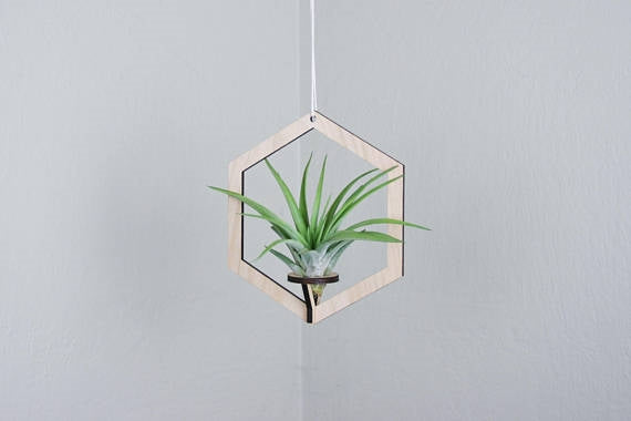 Suspended Shapes Air Planter + Airplant